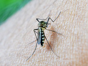Zika Virus – Protecting Yourself