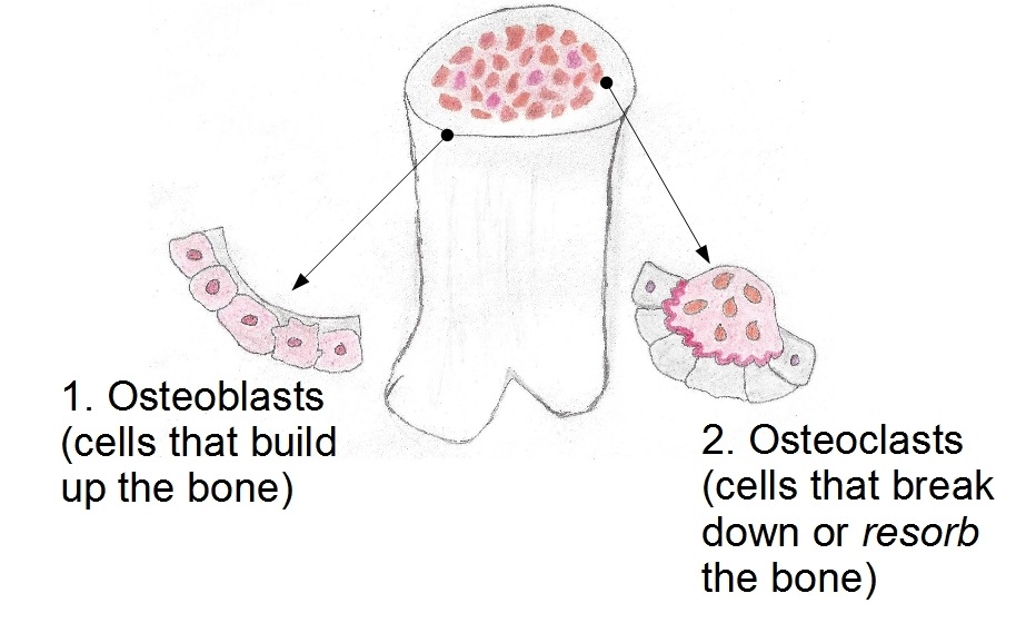 Osteoblasts and Osteoclasts