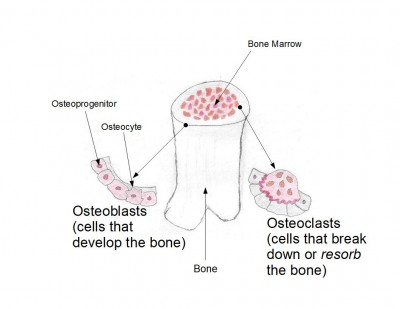 Bone cells